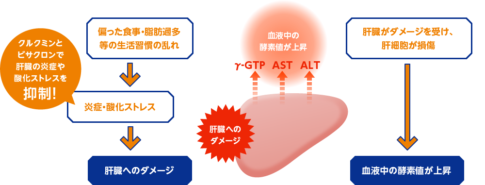図：クルクミンとビサクロンで肝臓の炎症や酸化ストレスを抑制！